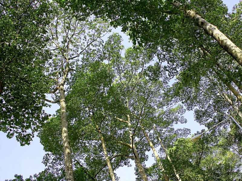 Cây gỗ lim trồng rừng