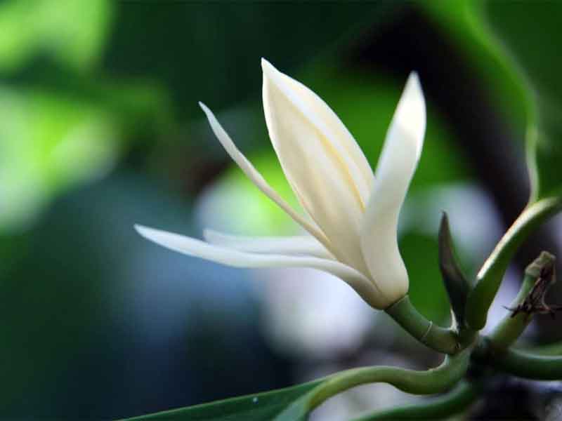 Hoa cây ngọc lan trắng