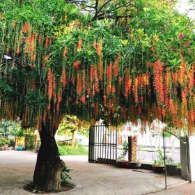 Cây lộc vừng có hoa tạo bóng mát cho công trình