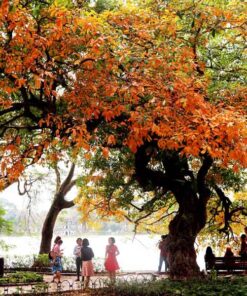 Cây lộc vừng Cây lộc vừng và yếu tố phong thủy