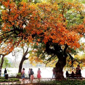 Cây lộc vừng và yếu tố phong thủy