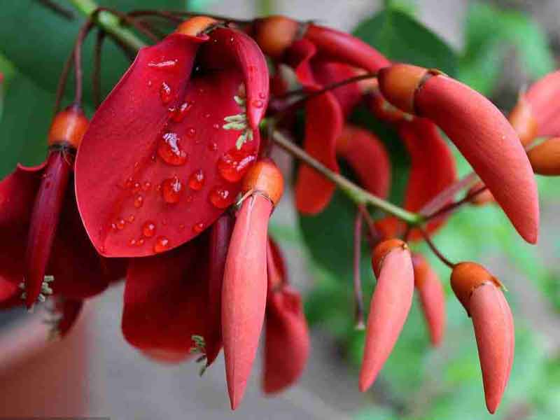 Cây Osaka đỏ nguồn gốc Nhật Bản