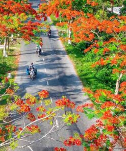 Cây phượng vĩ Con đường hoa phượng vỹ công trình
