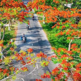 Con đường hoa phượng vỹ công trình