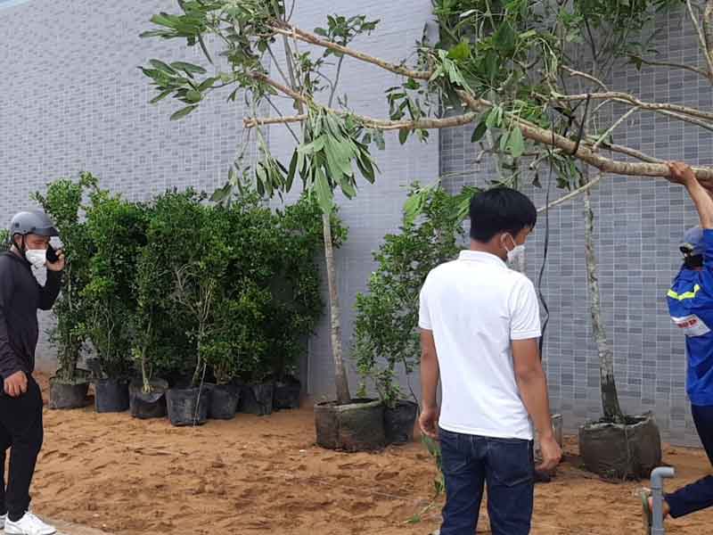 Cung cấp cây xanh KCN Lộc An