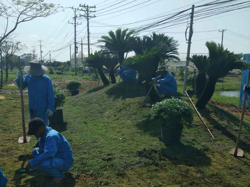 Cung cấp cỏ thảm KCN Thành thành công