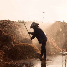 Xơ dừa xử lý trồng lan