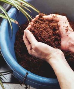Xơ dừa đã qua xử lý Xử lý xơ dừa để trồng cây