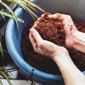 Xử lý xơ dừa để trồng cây