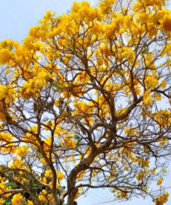 Cây chuông vàng ban cay chuong vang