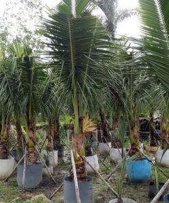 Cây dừa cach cham soc cay dua