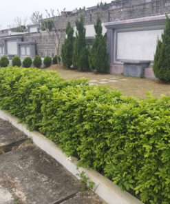Cây chuỗi ngọc cay chuoi ngoc giong