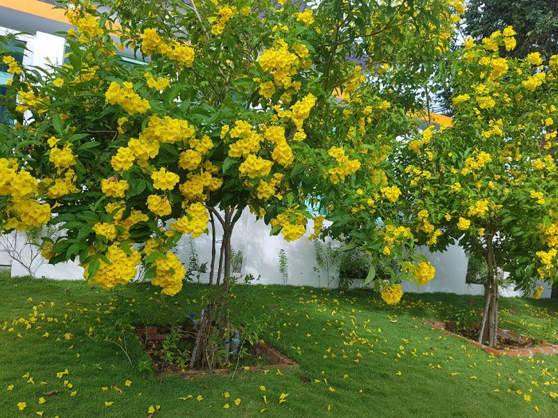 Cây chuông vàng là loại cây có hoa vàng đẹp