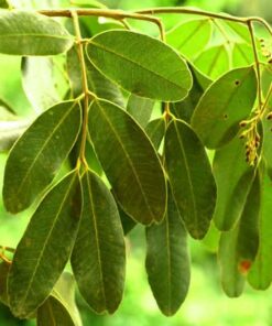Cây gõ mật cham soc cay go mat