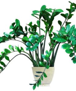 Cây kim phát tài cham soc cay kim phat tai