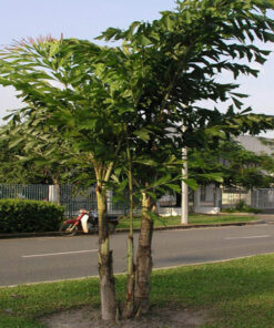 Cây đủng đỉnh cong dung cay dung dinh