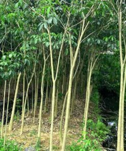Cây kèn hồng cong dung cay ken hong