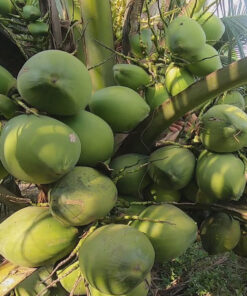 Cây dừa mua cay dua an qua