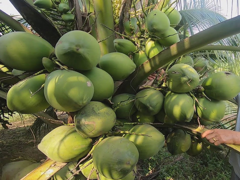 Cây dừa càng ngày càng được trồng nhiều