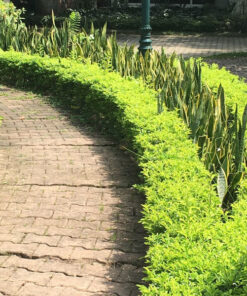 Cây chuỗi ngọc tac dung cay chuoi ngoc
