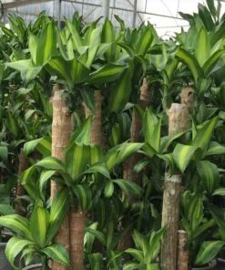 Cây thiết mộc lan ban cay thiet moc lan