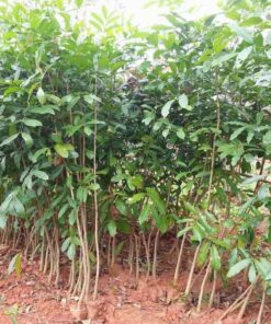 Cây xà cừ ban cay xa cu lam nghiep