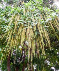 Cây lộc vừng bao gia cay loc vung trong cong trinh