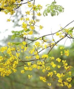 Cây lim vàng cay lim vang
