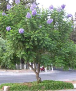 Cây phượng tím cay phuong tim