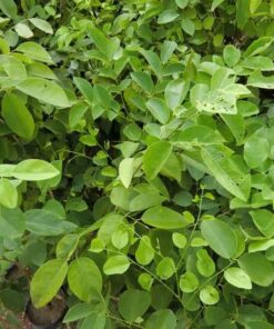 Cây trắc cay trac giong