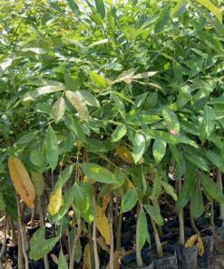Cây xà cừ cay xa cu