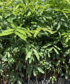Cây xà cừ cay xa cu giong