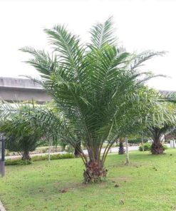 Cây cọ dầu cung cap cay co dau