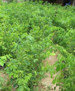 Cây trắc cung cap cay trac gia tot