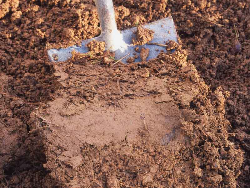 Đất sét giữ nước và chất dinh dưỡng tốt cho cây