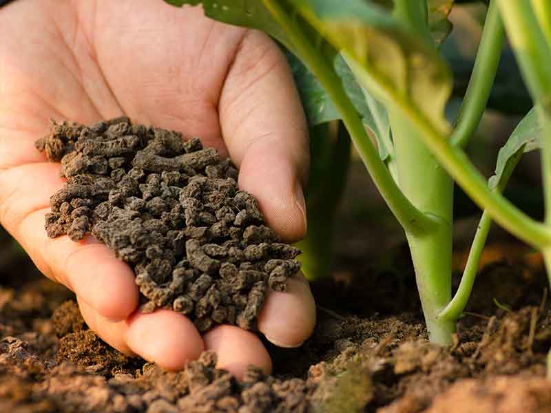 Bón phân hữu cơ cho đất giúp rau phát triển tốt