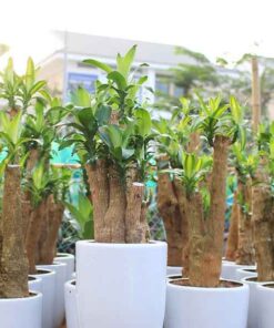 Cây thiết mộc lan bao gia cay thiet moc lan
