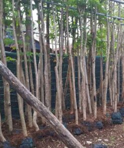 Cây giáng hương cay giang huong trong o truong hoc