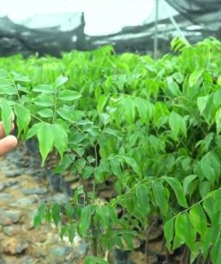 Cây lim xanh cay lim xanh giong