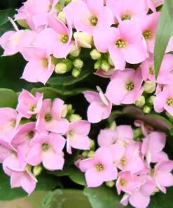 Cây sống đời cham soc cay song doi