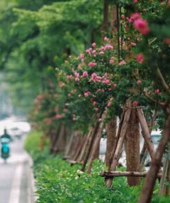 Cây tường vi hoa cay tuong vy tren duong pho ha noi