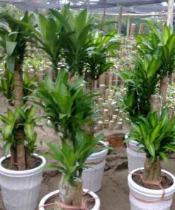 Cây thiết mộc lan mua cay thiet moc lan