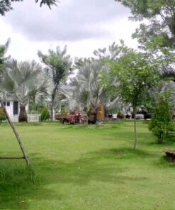 Cỏ lông heo thi cong co long heo