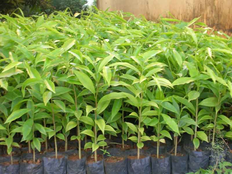 Trầm hương loại cây giá trị kinh tế cao cho thu hoạch nhanh