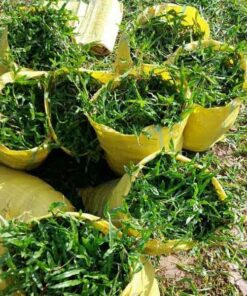 Cỏ lá gừng dinh muc trong co la gung