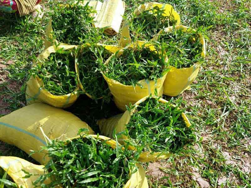 Đồng Thành Công cung cấp cỏ lá gừng chất lượng với mức giá rẻ nhất