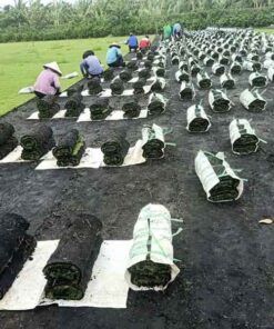 Cỏ nhung nhật gia co nhung nhat