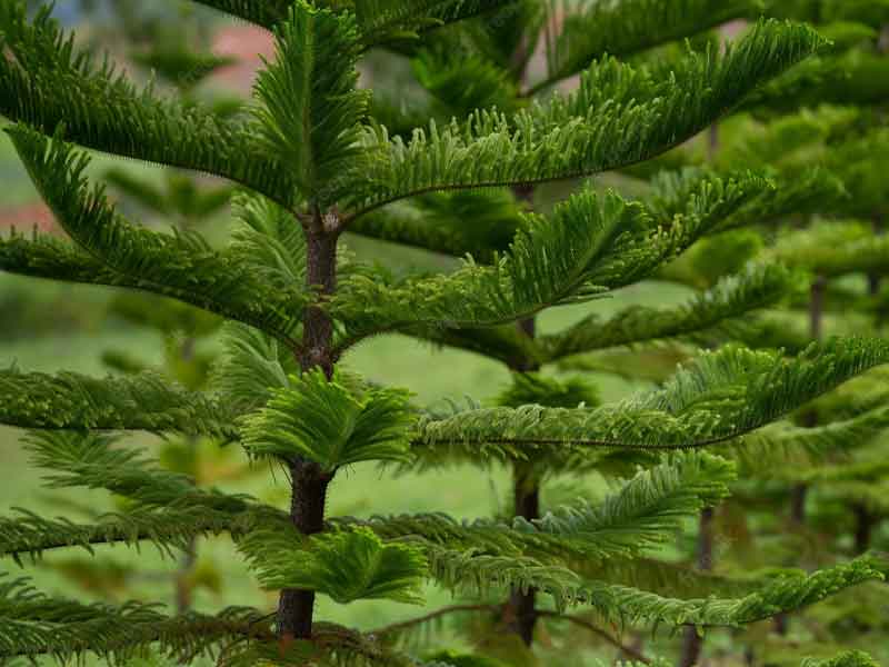 Đồng Thành Công cung cấp cây giống tùng bách tán dáng đẹp giá rẻ