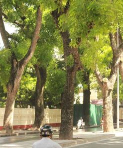 Cây sọ khỉ cach cham soc cay so khi