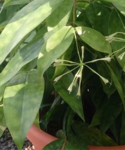 Cây trúc nhật cach trong cay truc nhat